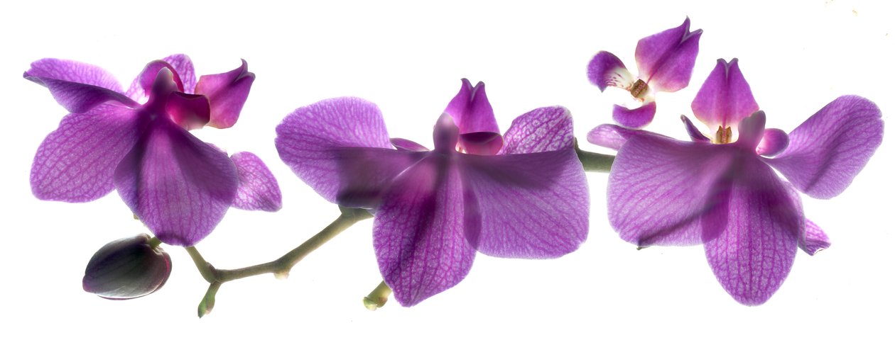 Orquídea Row de Julia McLemore