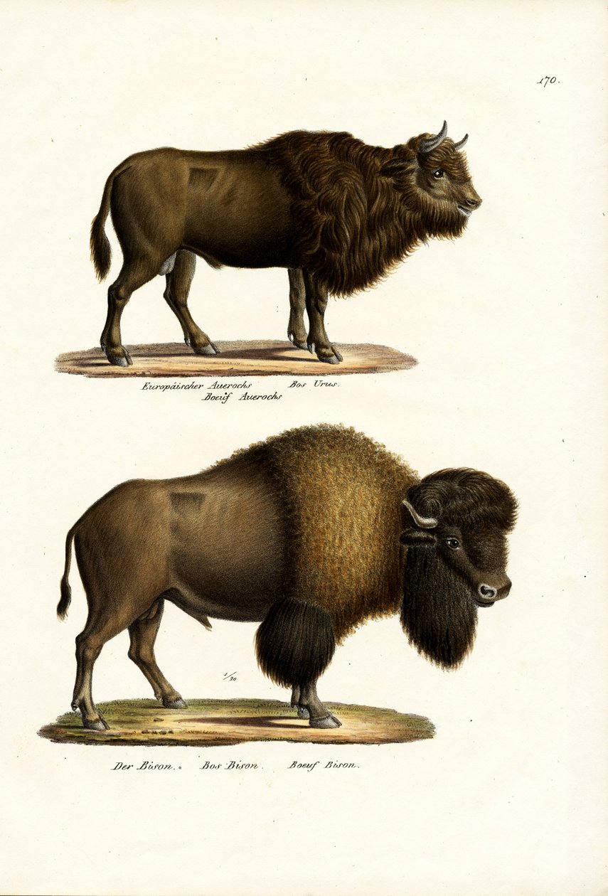 Aurochs, 1824 de Karl Joseph Brodtmann