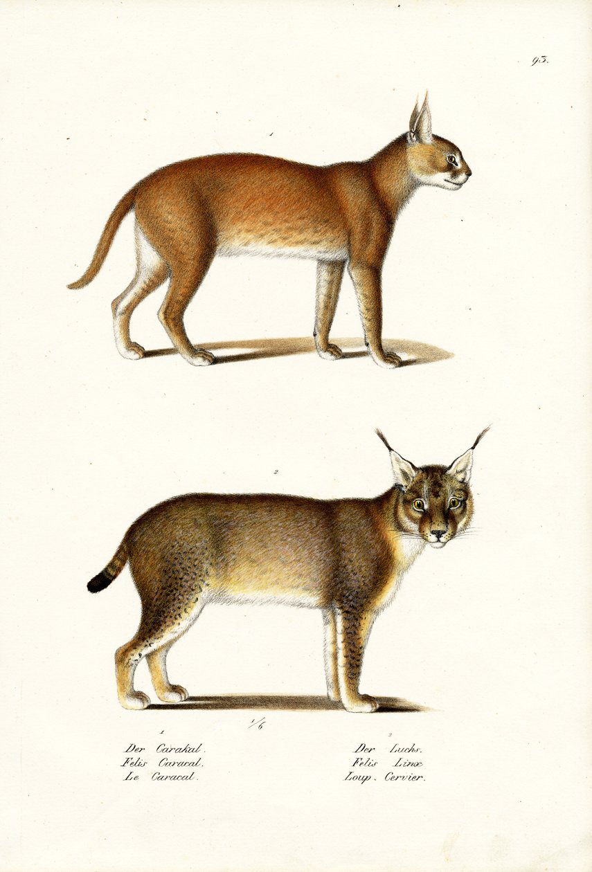 Caracal, 1824 de Karl Joseph Brodtmann