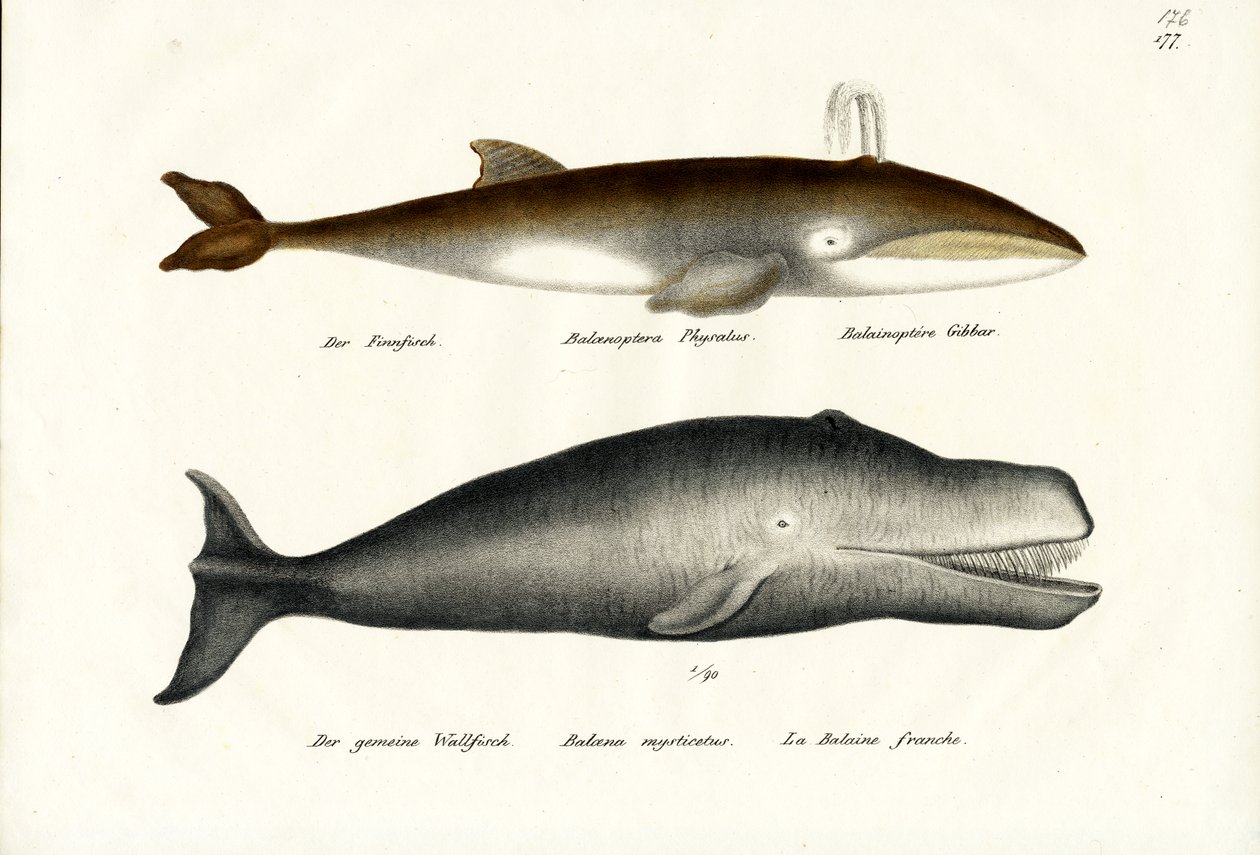 Baleia-comum, 1824 de Karl Joseph Brodtmann