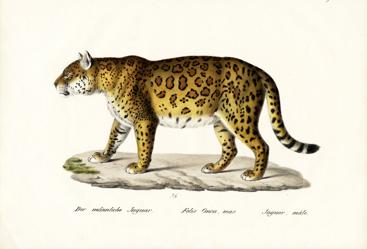 Jaguar, 1824 de Karl Joseph Brodtmann