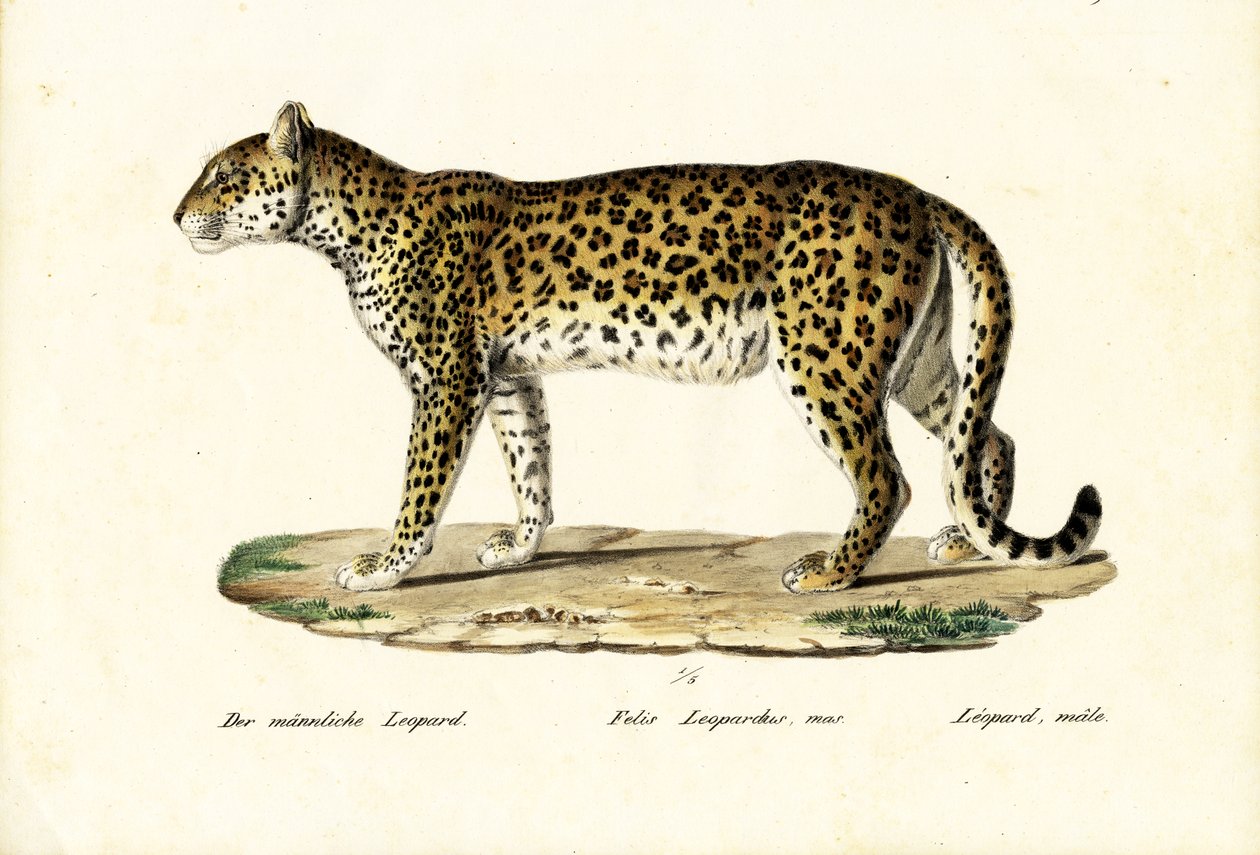 Leopardo, 1824 de Karl Joseph Brodtmann