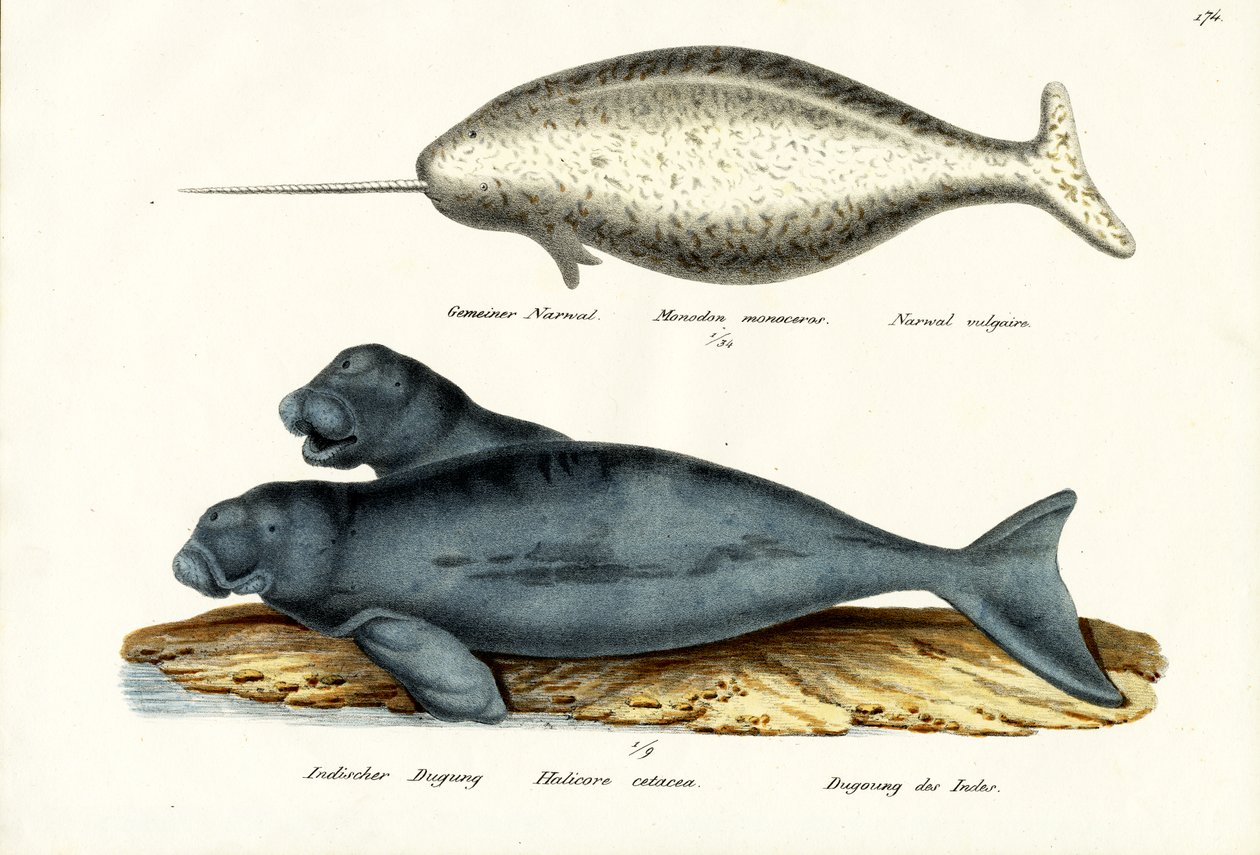 Narwhal, 1824 de Karl Joseph Brodtmann