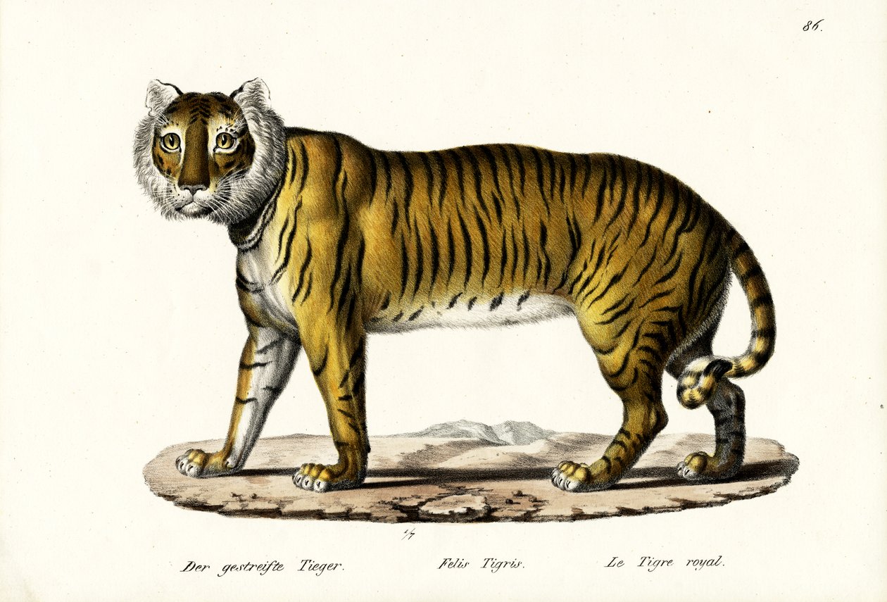 Tigre Real, 1824 de Karl Joseph Brodtmann
