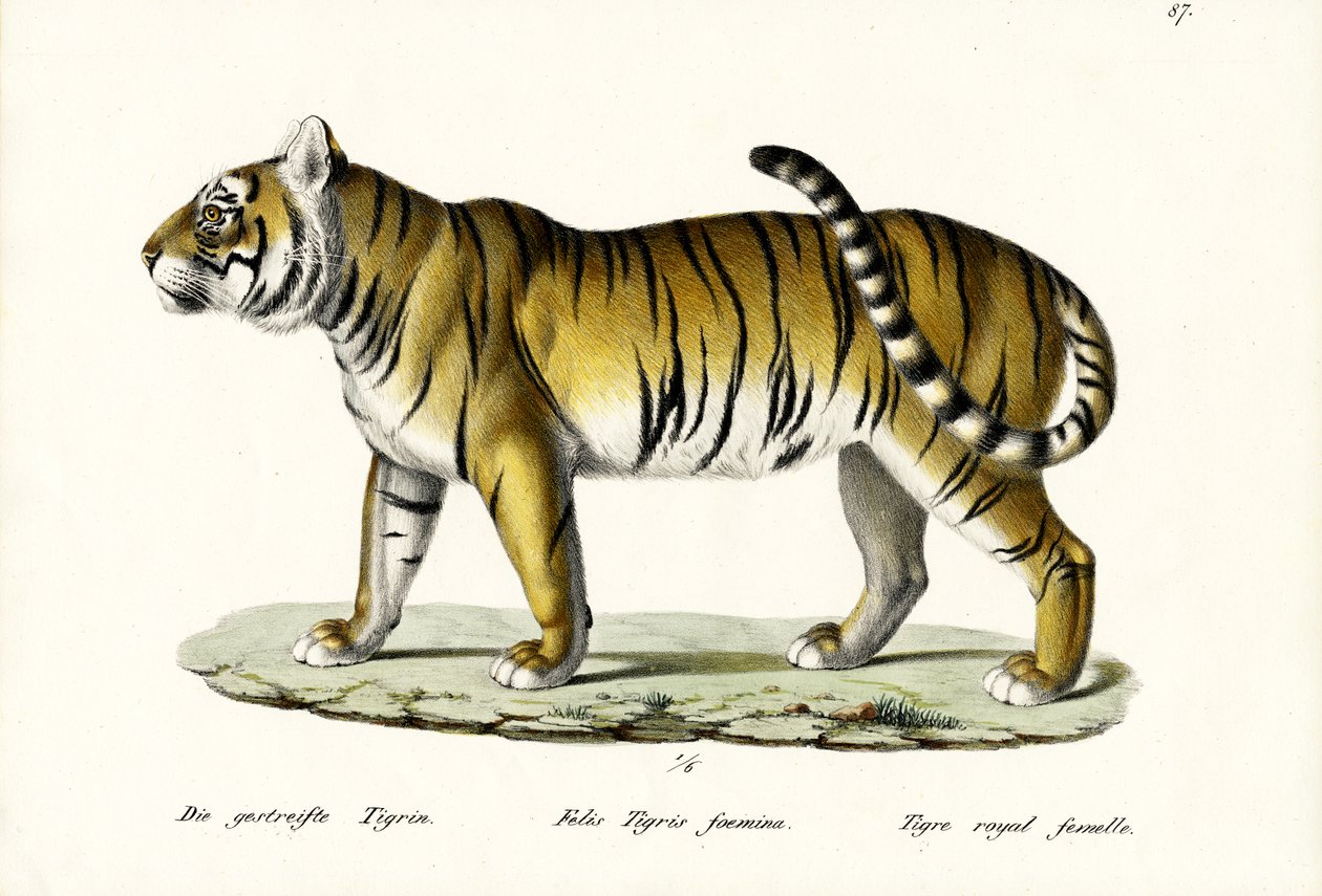 Tigre Real, 1824 de Karl Joseph Brodtmann