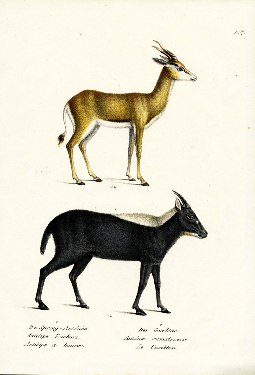 Springbuck, 1824 de Karl Joseph Brodtmann