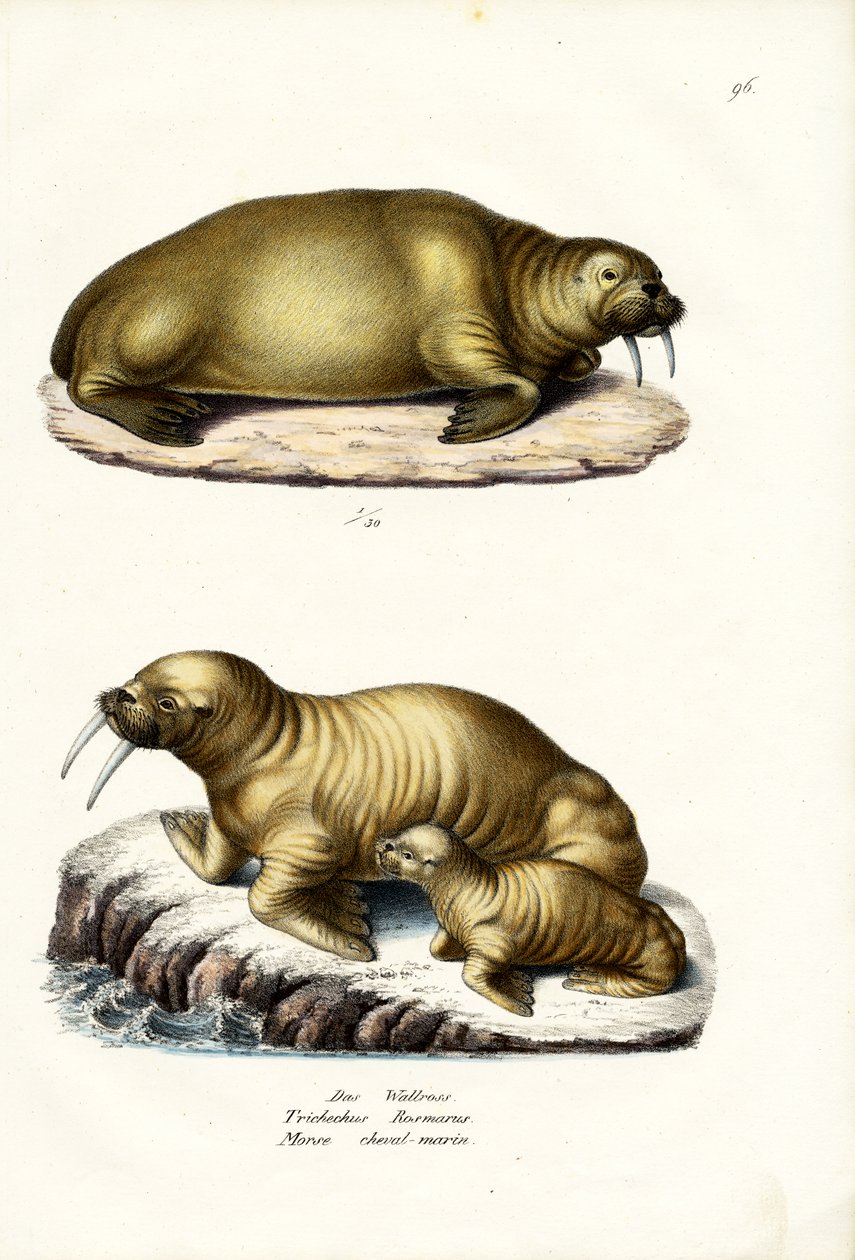 Morsa, 1824 de Karl Joseph Brodtmann