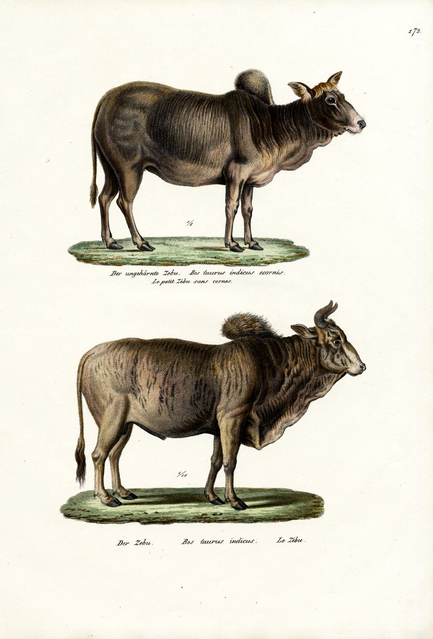 Zebus, 1824 de Karl Joseph Brodtmann