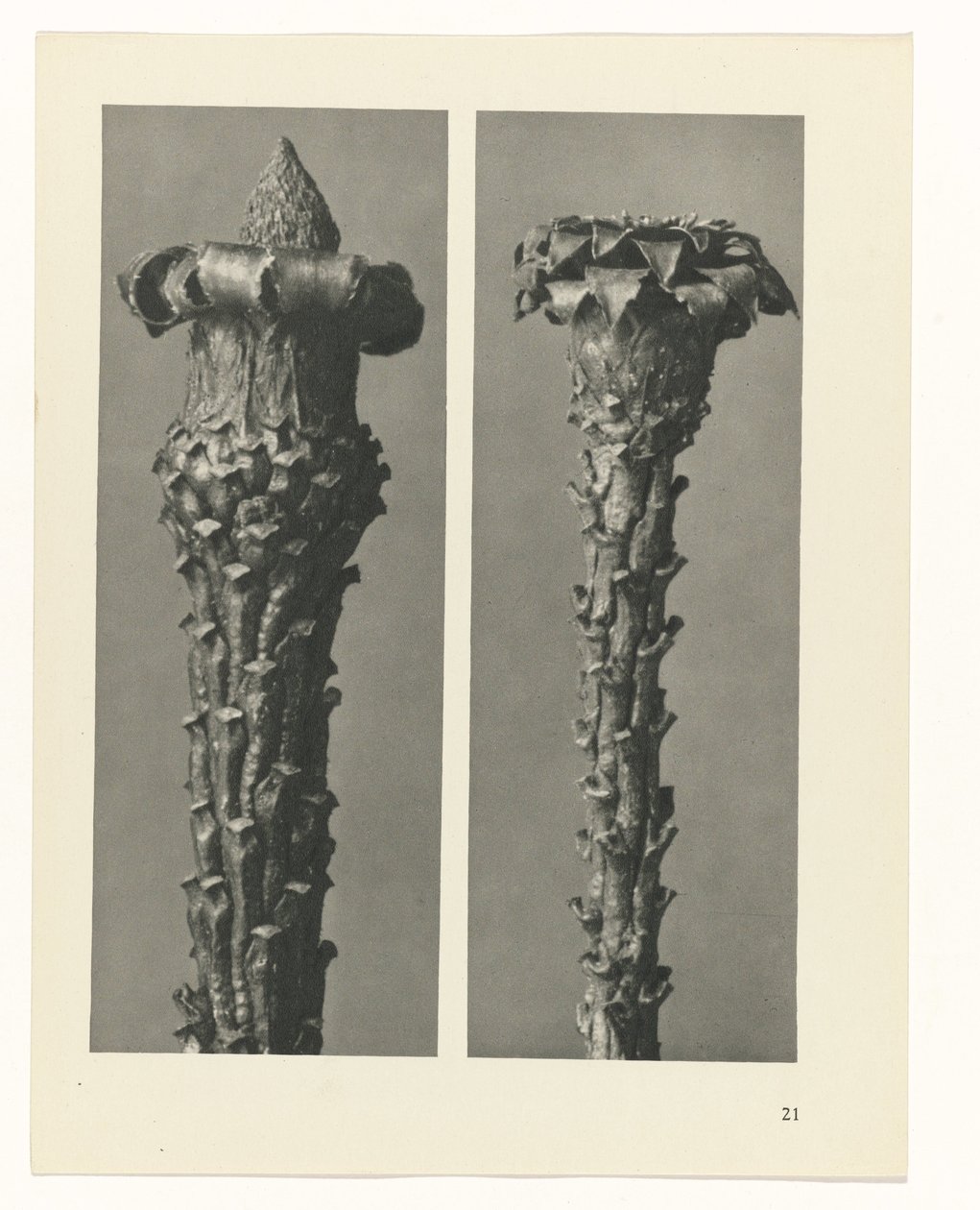 Estudo das plantas
Arquétipos de Arte (título da série) de Karl Blossfeldt