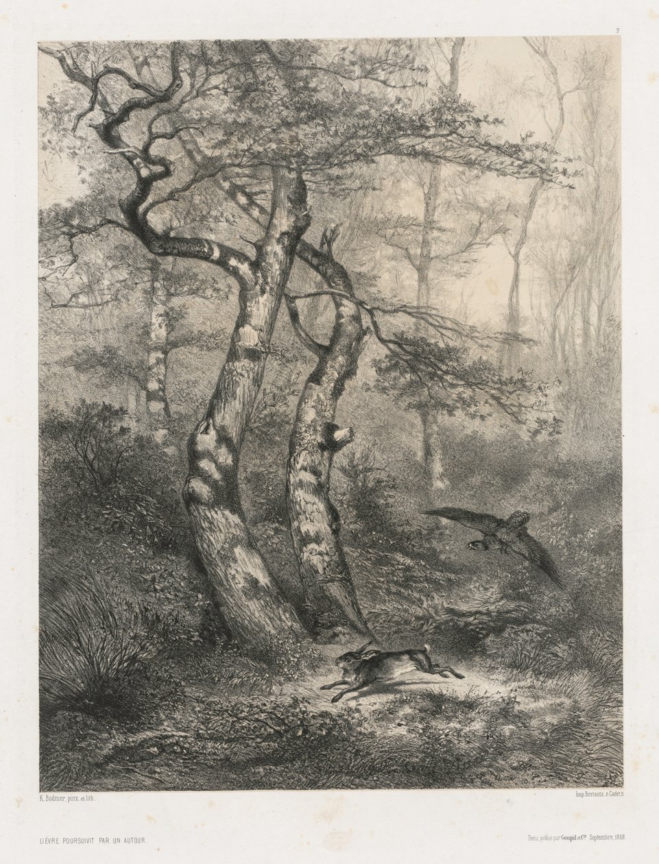 Lebre Perseguida por um Açor de Karl Bodmer