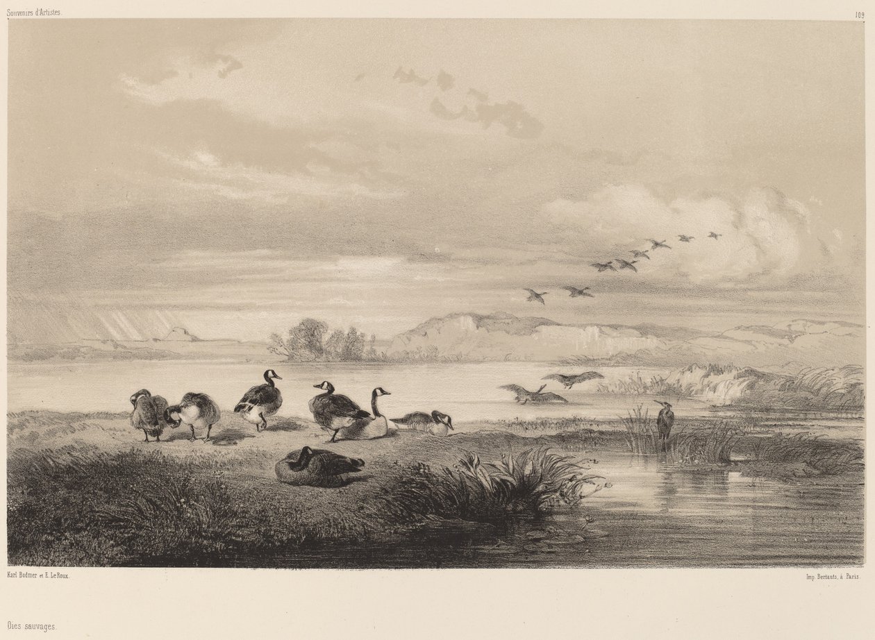 Ganso selvagem de Karl Bodmer