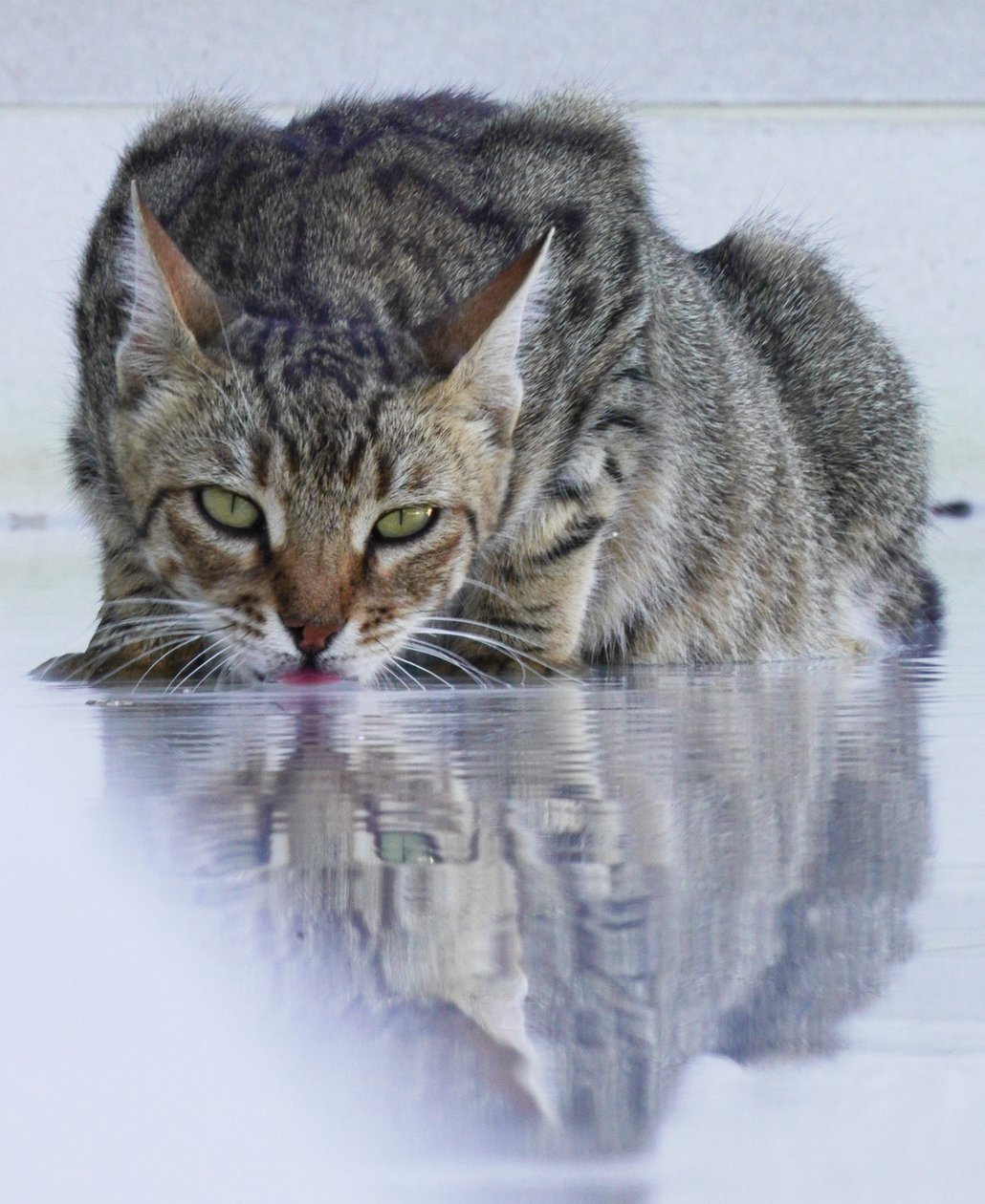 Gato fixe, 2022, fotografia de Katha Wood
