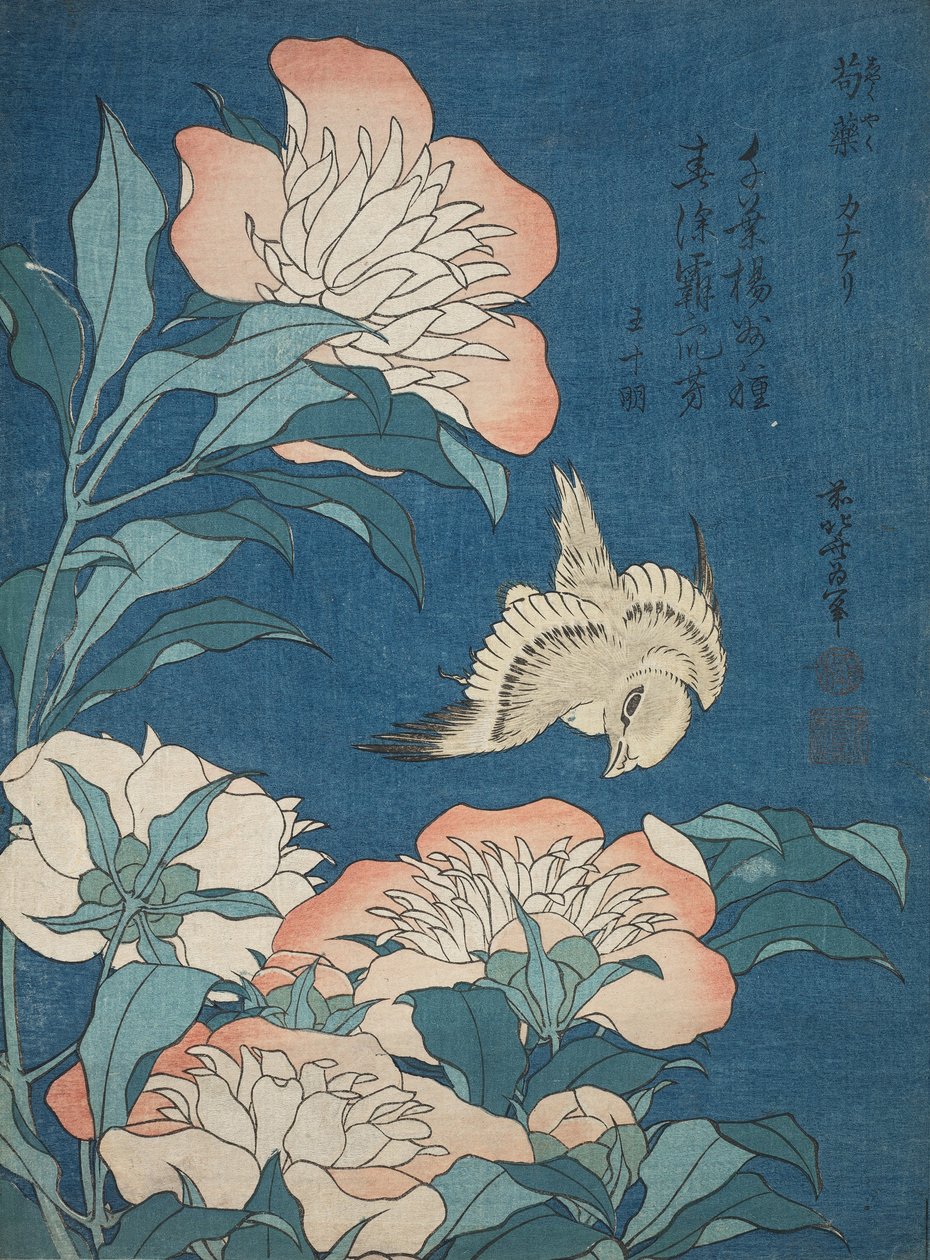 Peônias e Canárias (Shakuyaku, kanaari), de uma série sem título conhecida como Pequenas Flores de Katsushika Hokusai