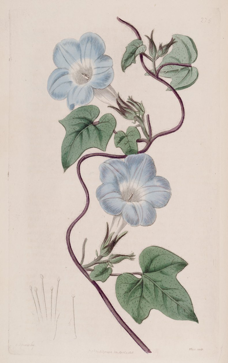 Ipomoea hederacea de Ker Gawler