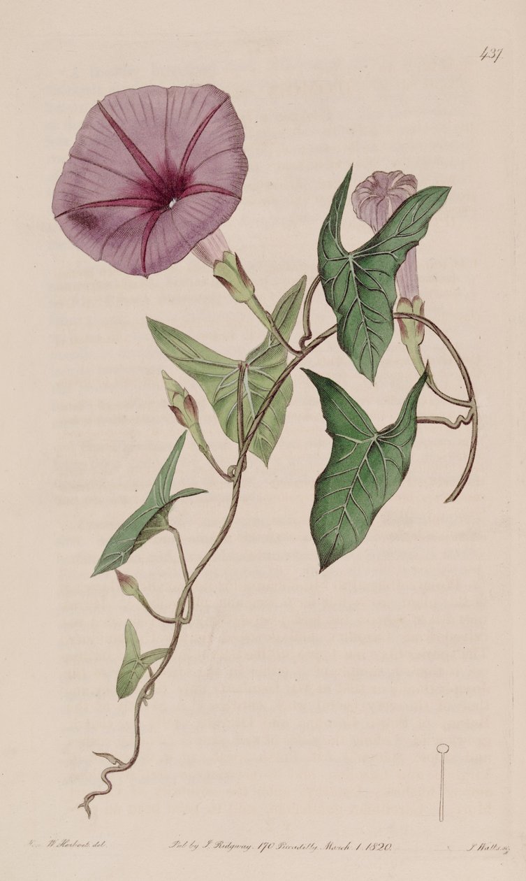 Ipomoea sagittata de Ker Gawler