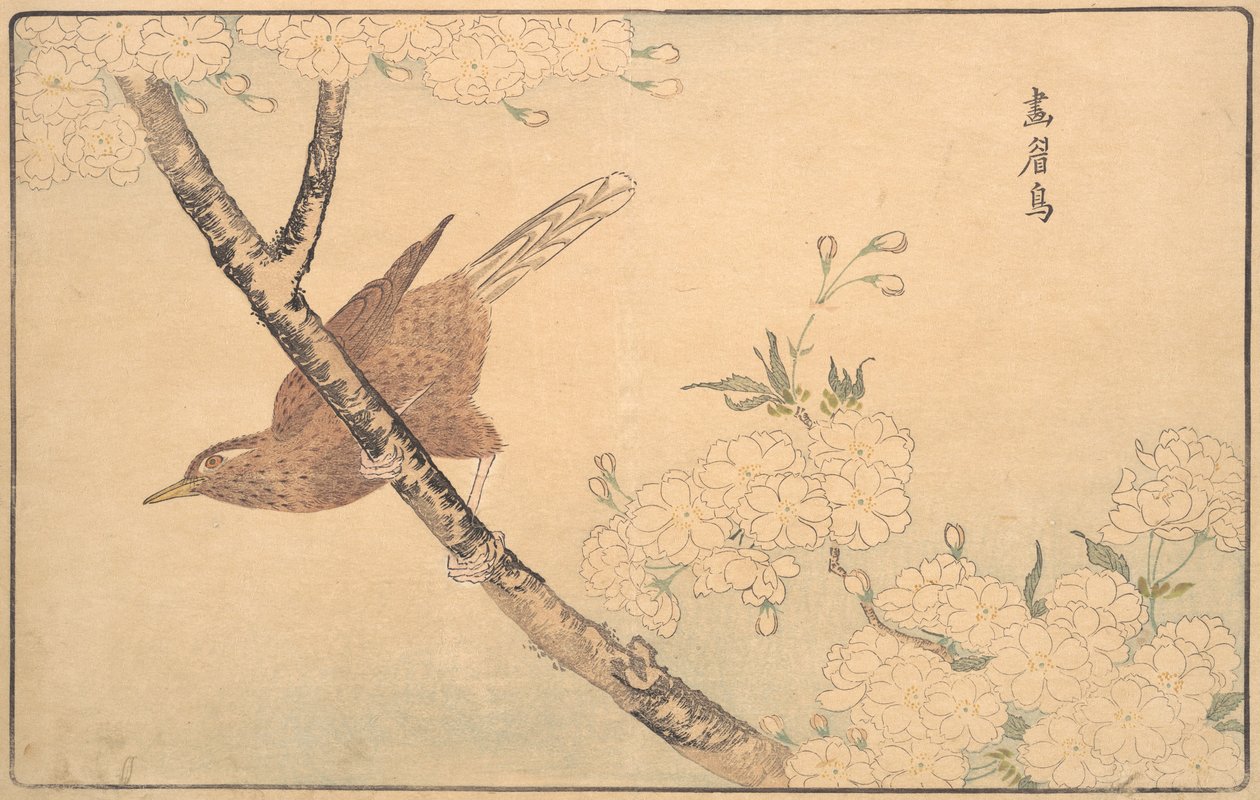 The Gray Thrush, 1789. de Kitao Masayoshi