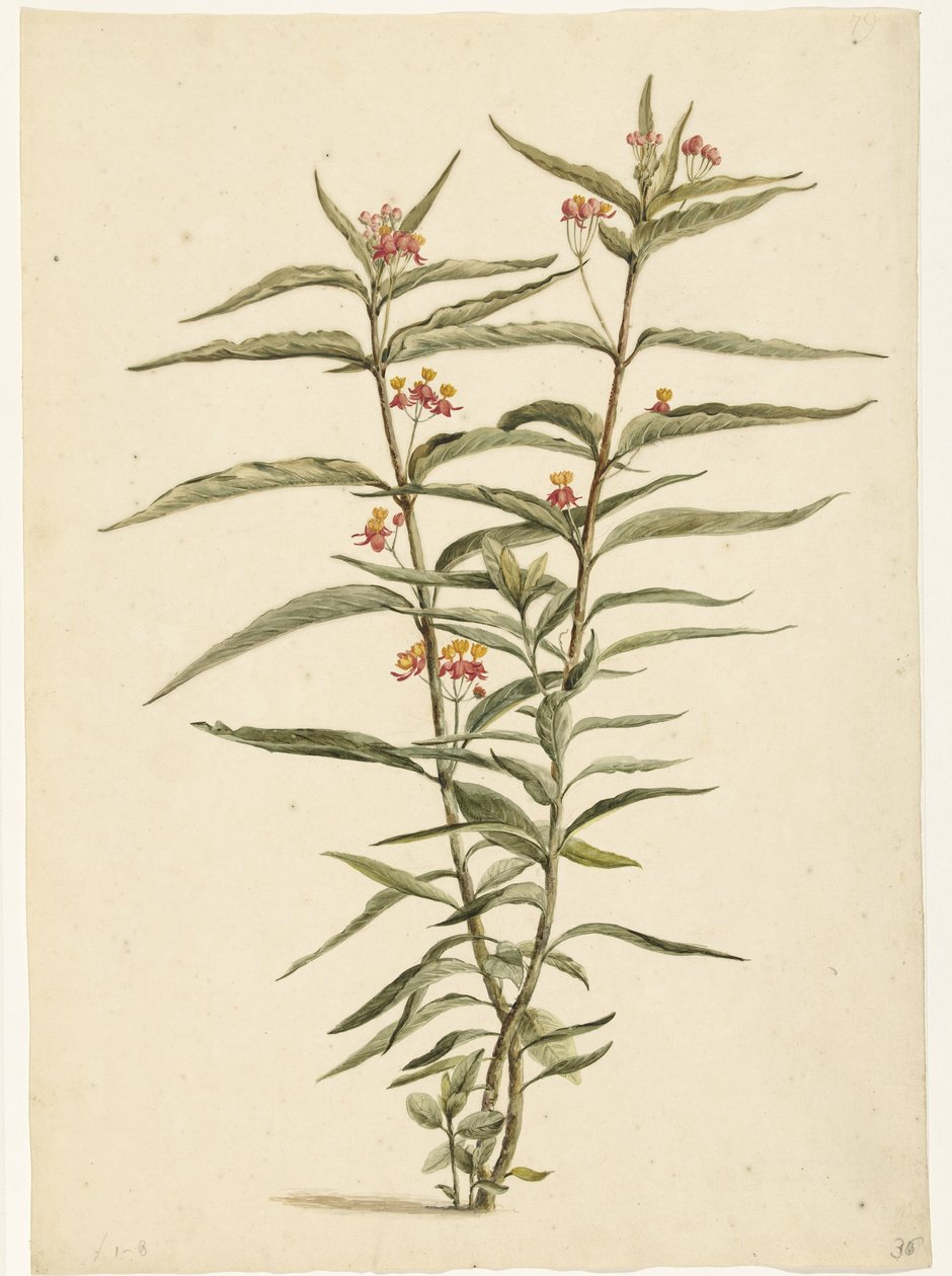 Erva de São João florescente (Asclepias curassavica) de Laurens Vincentsz. van der Vinne