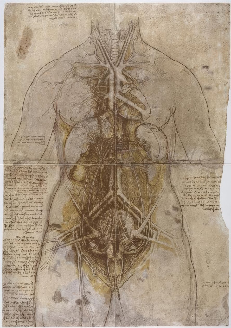 Anatomiestudie de Leonardo da Vinci