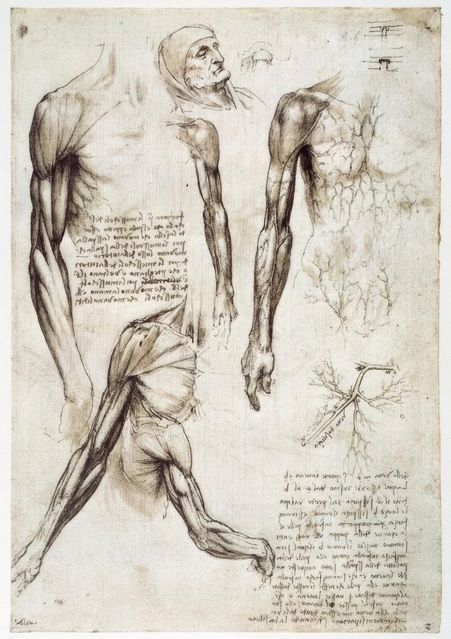 estudos de anatomia de Leonardo da Vinci