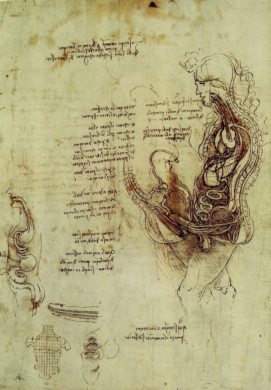 Männergenitalien de Leonardo da Vinci