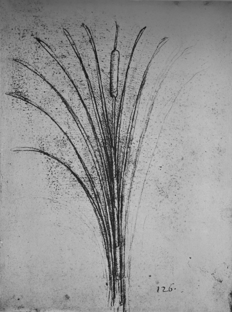 Um junco, c1480 1945 de Leonardo da Vinci