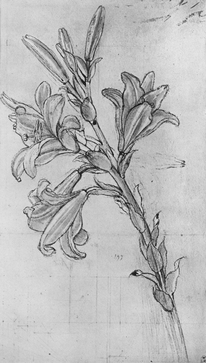 Um lírio, c1480 1945 de Leonardo da Vinci
