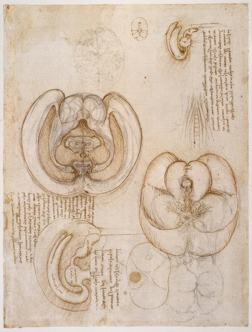 estudos de anatomia de Leonardo da Vinci