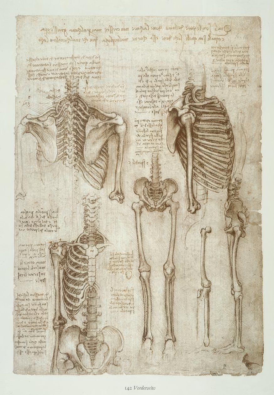 estudos de anatomia de Leonardo da Vinci