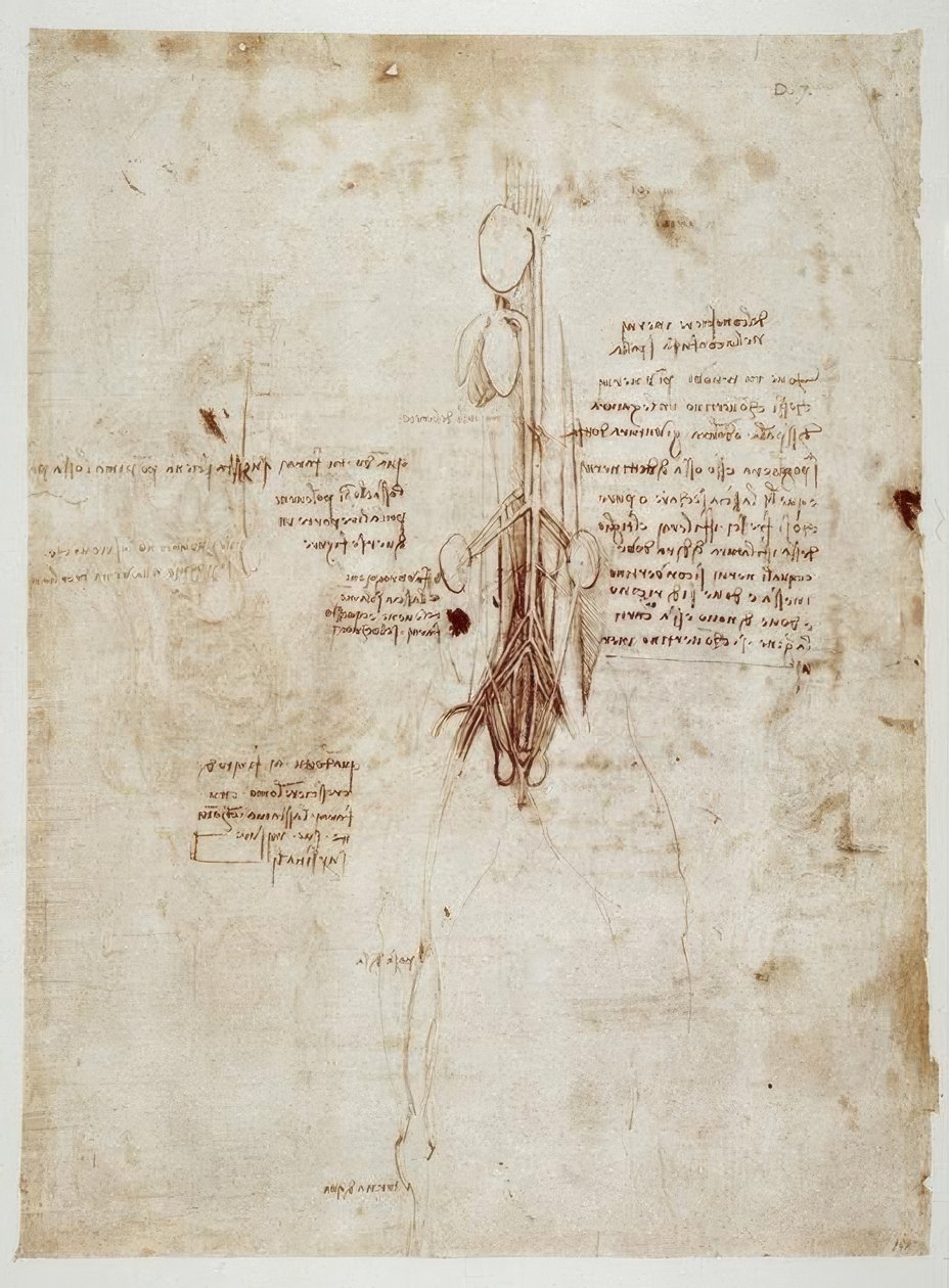 estudos de anatomia de Leonardo da Vinci