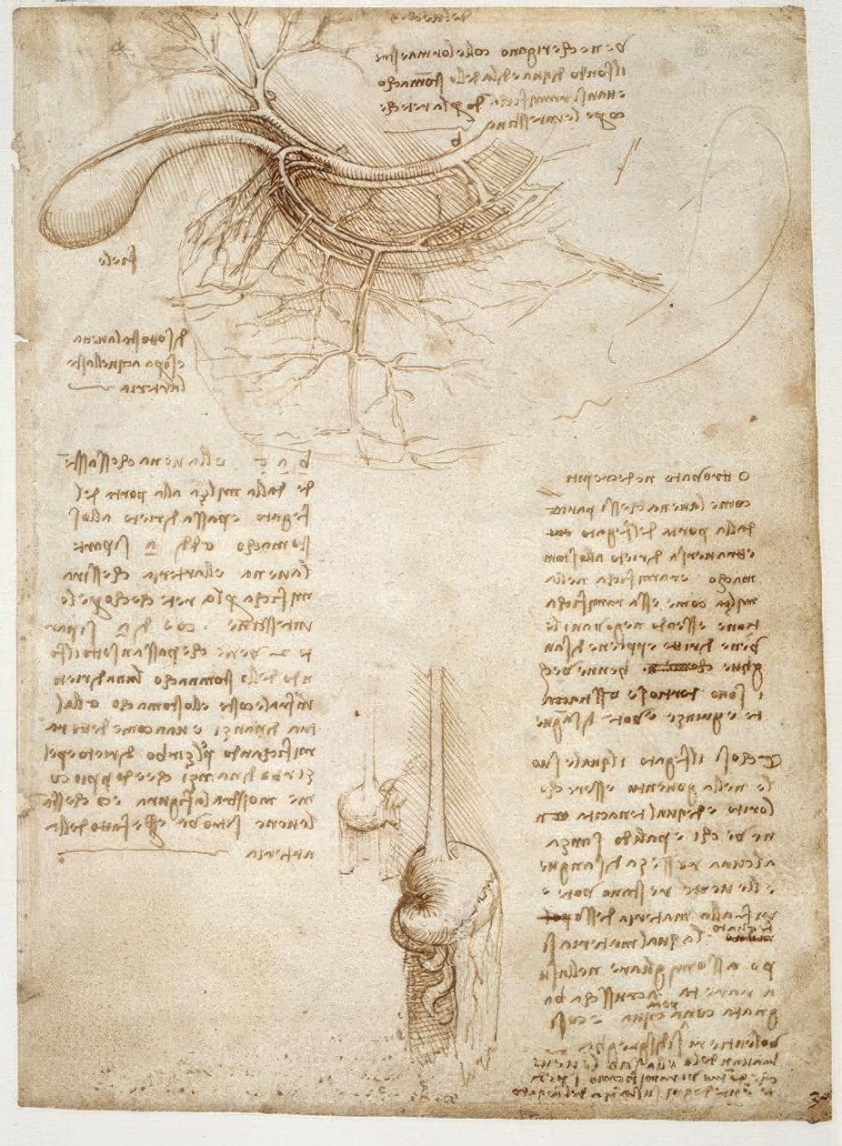 estudos de anatomia de Leonardo da Vinci