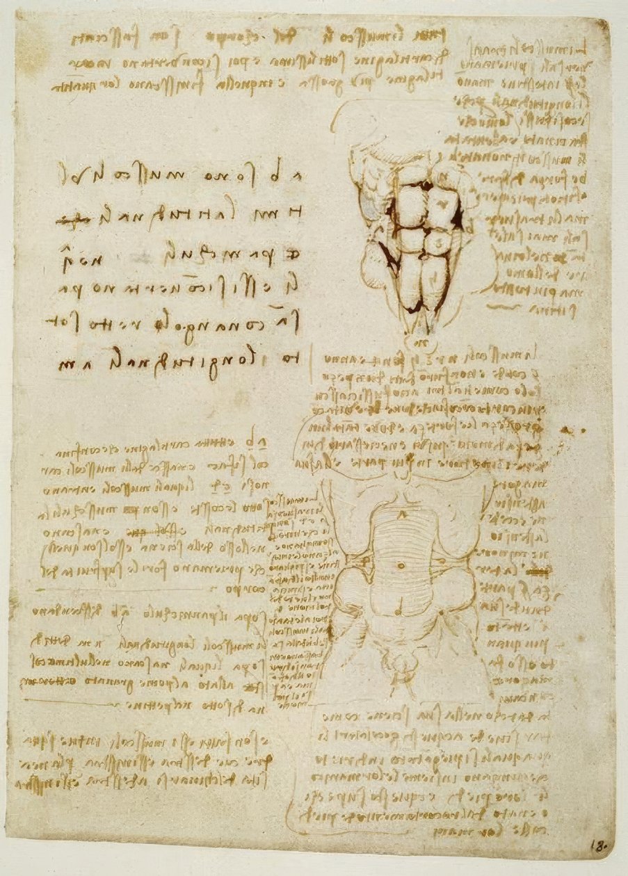 estudos de anatomia de Leonardo da Vinci