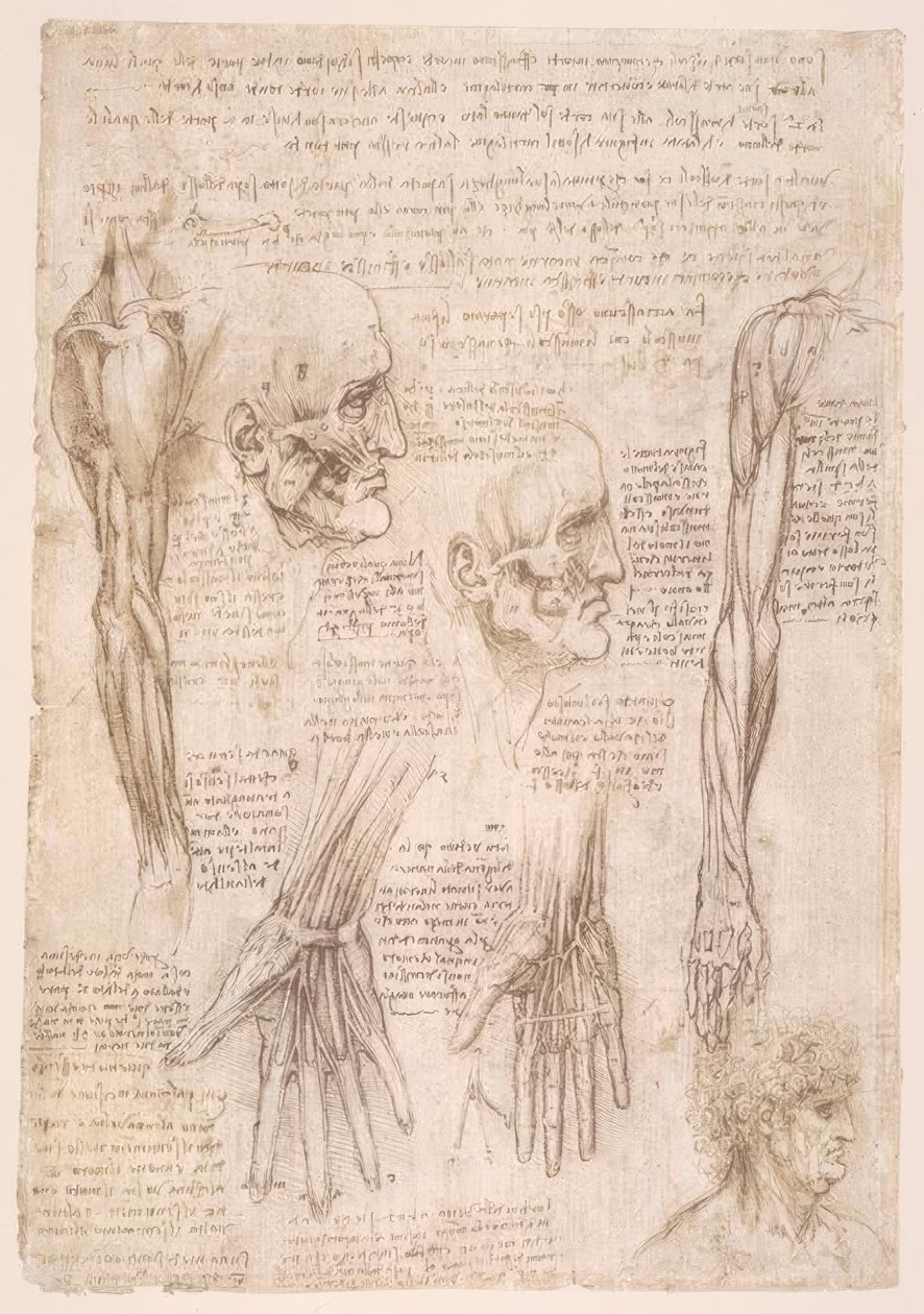 estudos de anatomia de Leonardo da Vinci