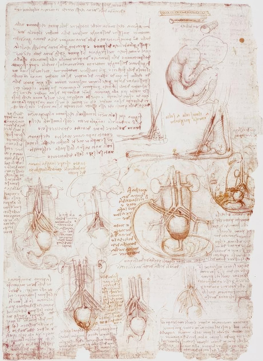 Estudos de anatomia: umbilical - feto ... de Leonardo da Vinci