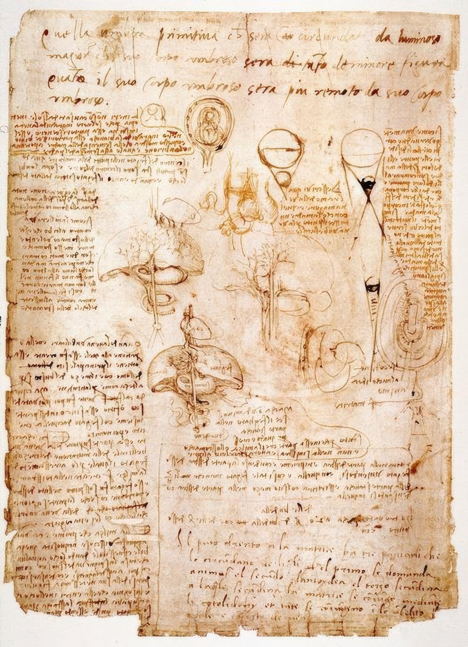 Estudos de anatomia: órgãos do abdômen ... de Leonardo da Vinci