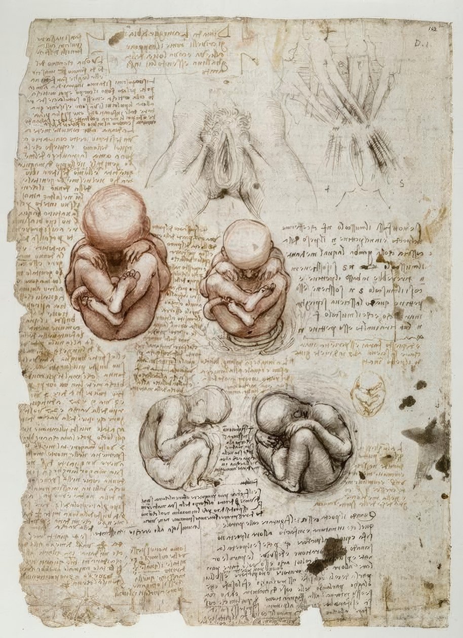 Feto no útero de Leonardo da Vinci