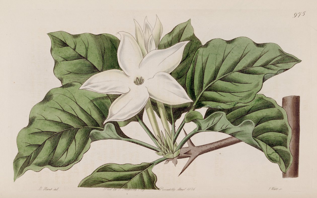 Gardenia propinqua de Lindley