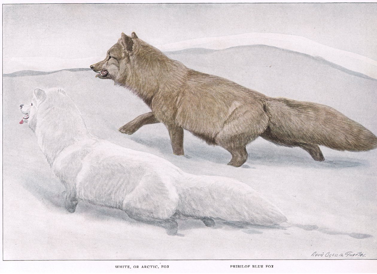 Raposa ártica de Louis Agassiz Fuertes