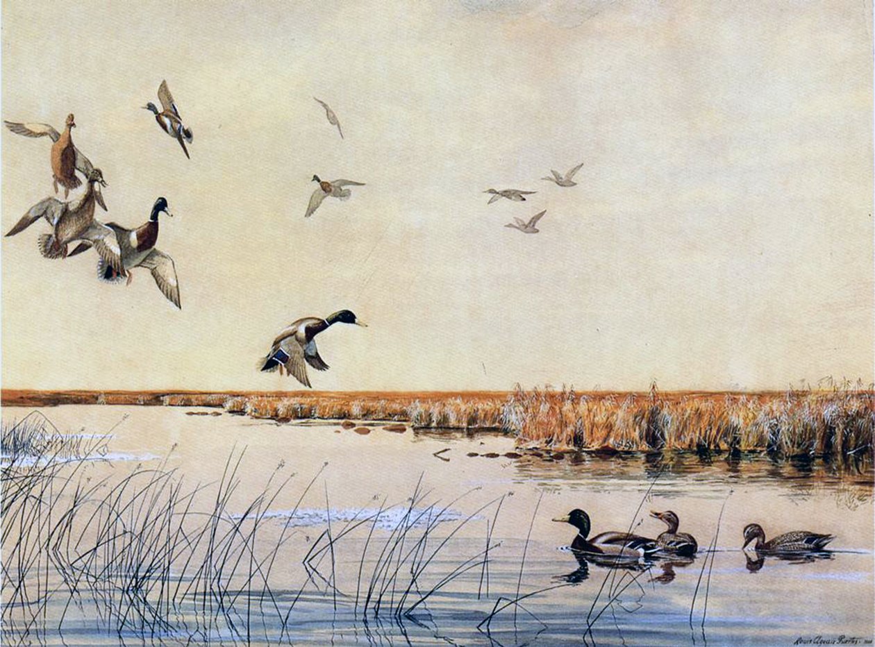Patos pousando, 1919 de Louis Agassiz Fuertes