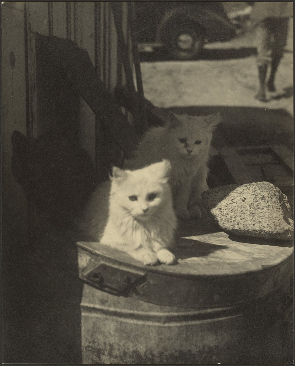 Três gatinhos de Louis Fleckenstein