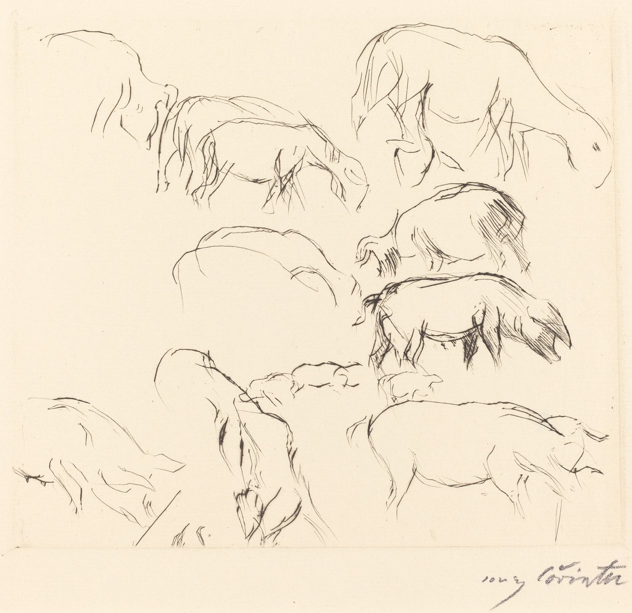 Vários estudos em animais de Lovis Corinth