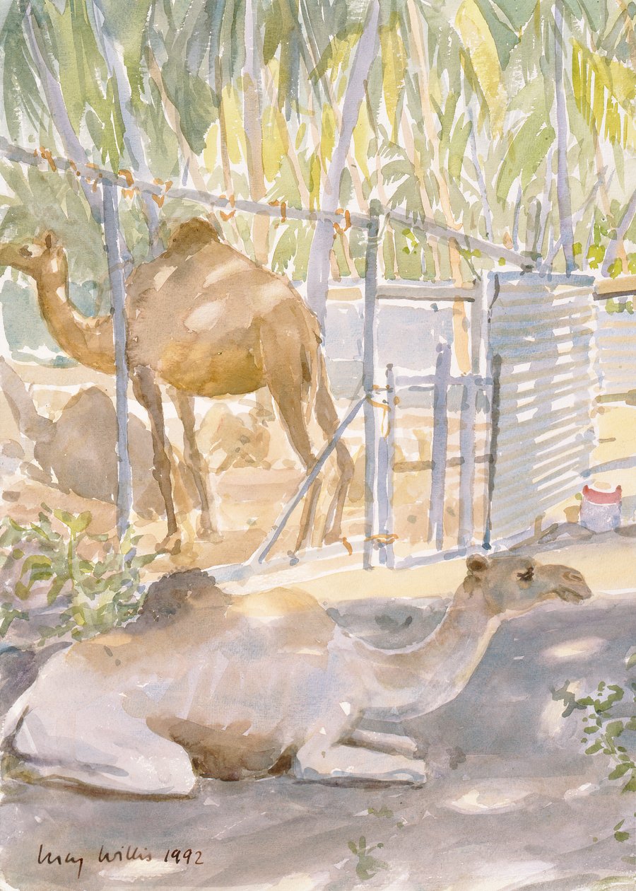 Camelos em Repouso, Salala (Omã) 1992 (wc) de Lucy Willis