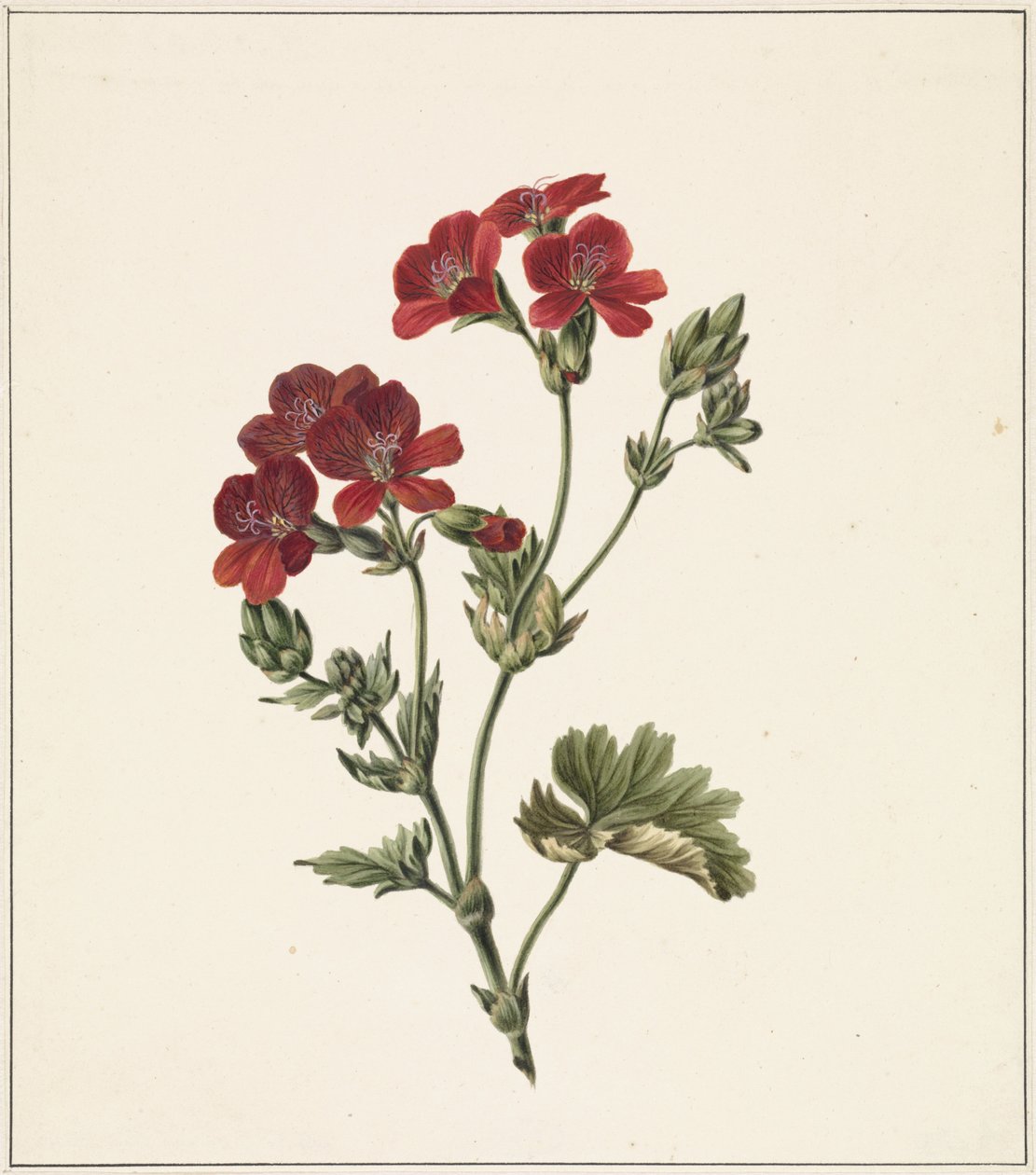 Flor vermelha de M. de Gijselaar