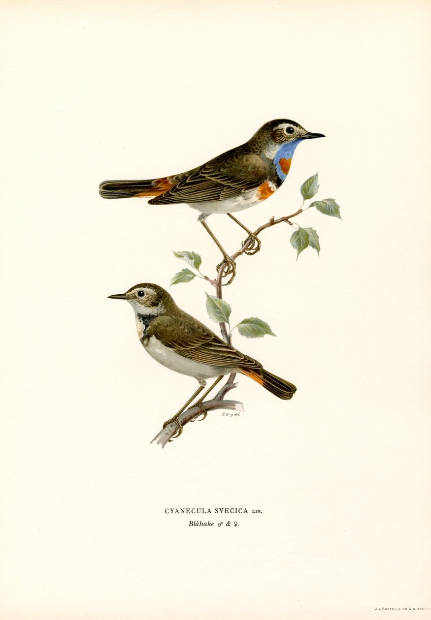 Bluethroat (cor litho) de Magnus Ferdinand and Wilhelm von Wright