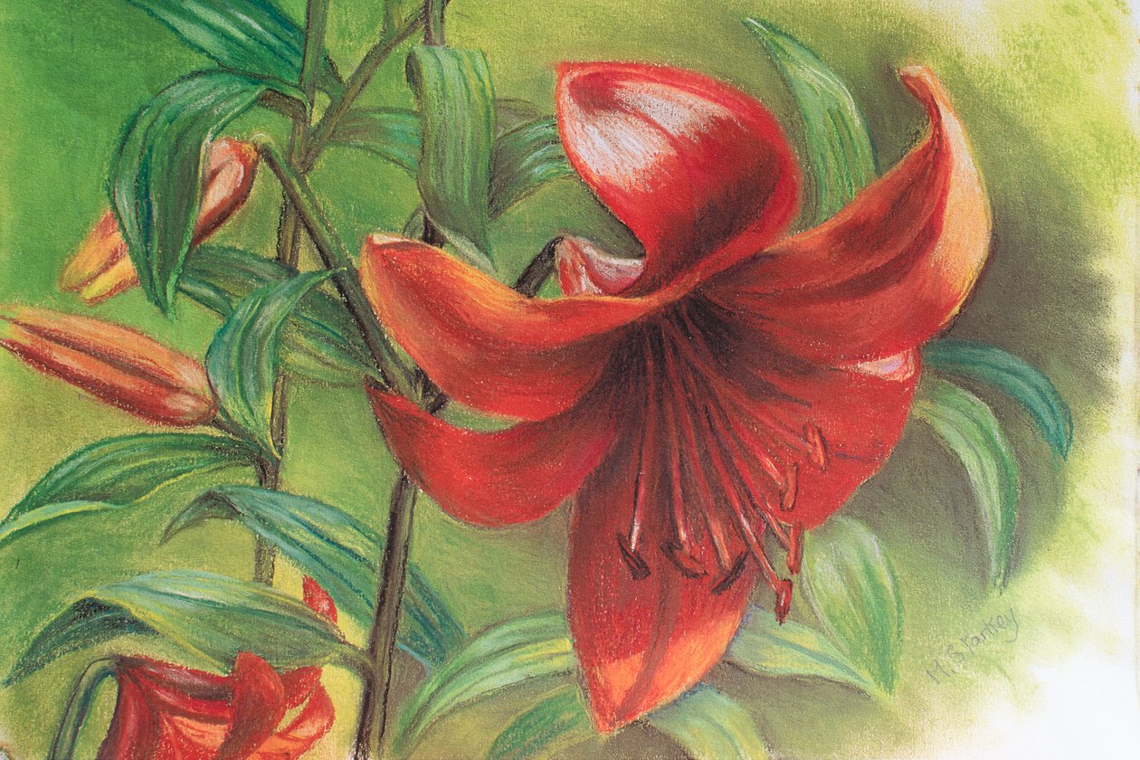 Lily, 2017 (pastel) de Margo Starkey