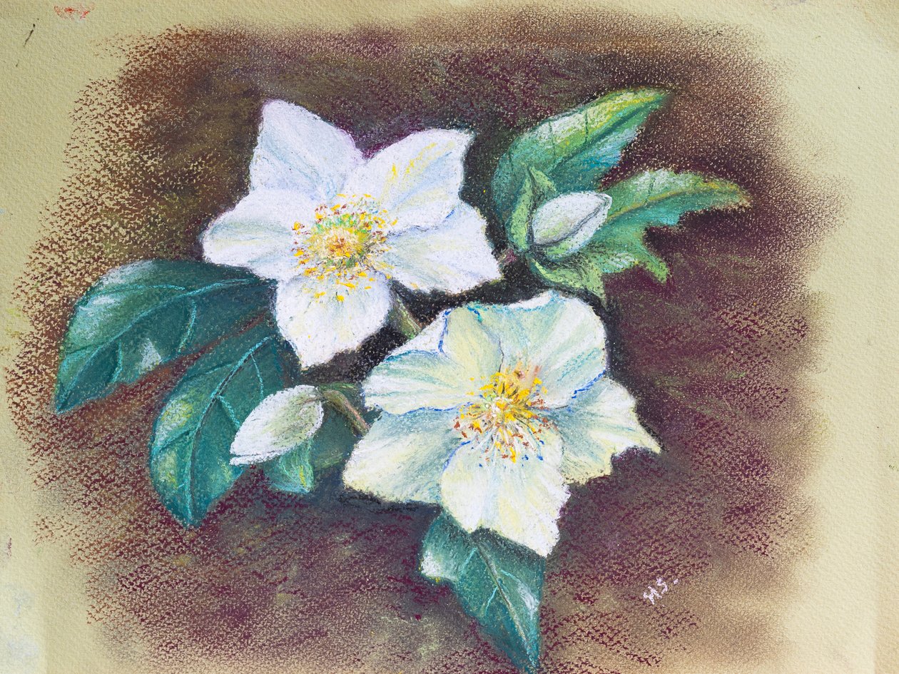 Heléboro, 2020 (pastel) de Margo Starkey