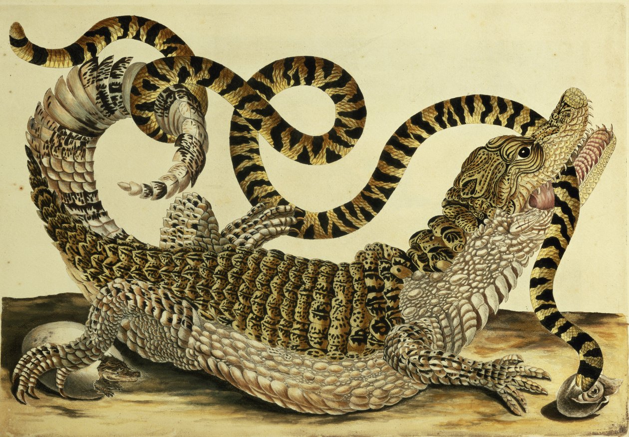 Jacaré e Cobra, 1730 de Maria Sibylla Merian