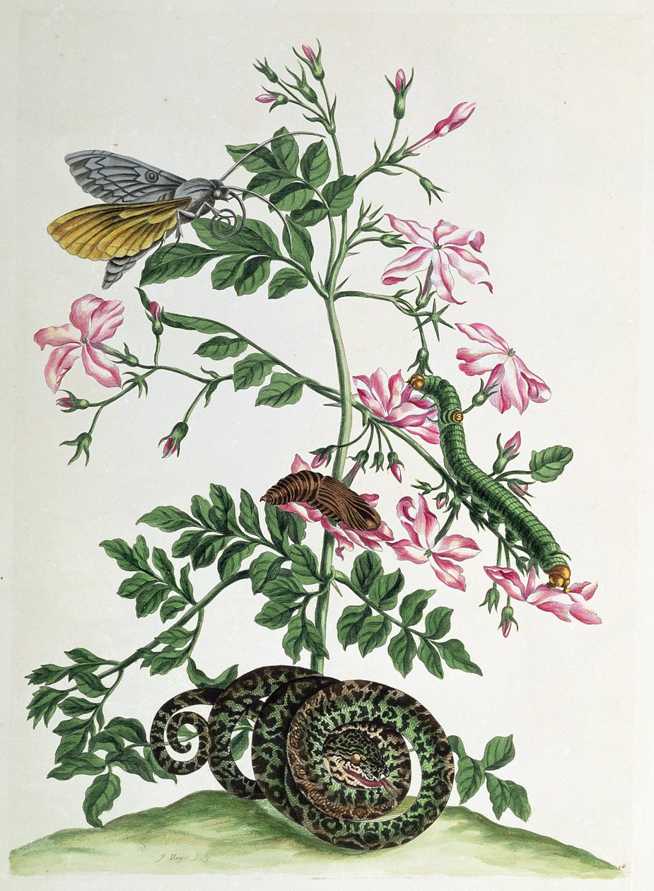Jasmim: com cobra, traça, lagarta e crisálida, placa 46 de "Over de Voorteeling", 1730 de Maria Sibylla Merian