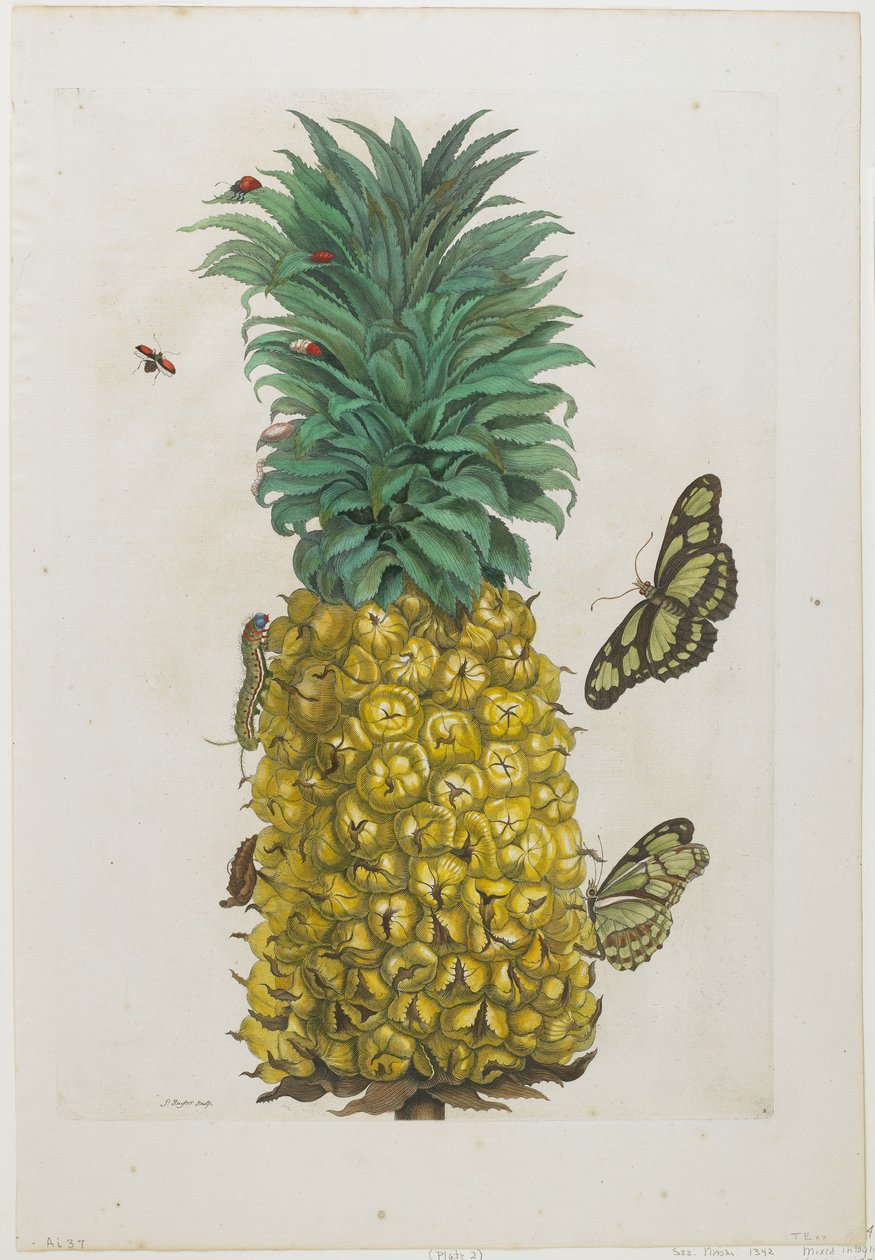Abacaxi maduro com borboletas, 1705-71 (gravura e gravura coloridas à mão) de Maria Sibylla Merian