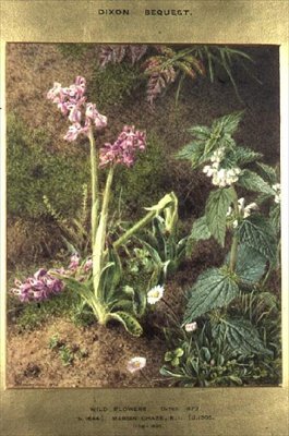 Flores silvestres de Marian Emma Chase