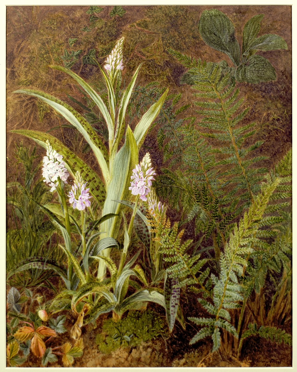 Orquídeas Selvagens de Marian Emma Chase